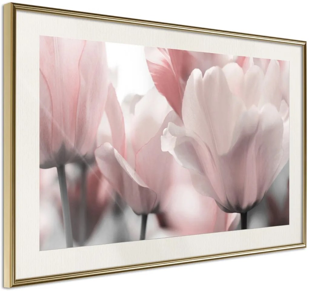 Αφίσα - Pastel Tulips II - 30x20 - Χρυσό - Με πασπαρτού