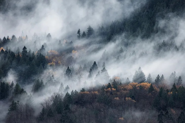 Φωτογραφία A path of the fog, Tomomi Yamada