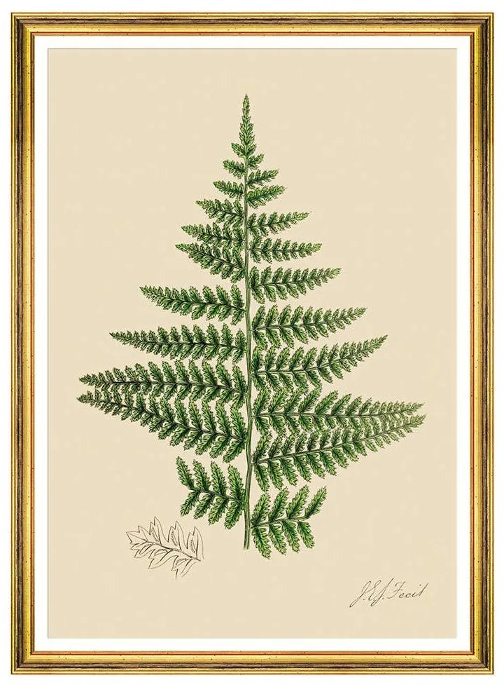 Κάδρο Ferns IV FA13245 50x70cm Green MindTheGap Κάθετοι Ξυλο