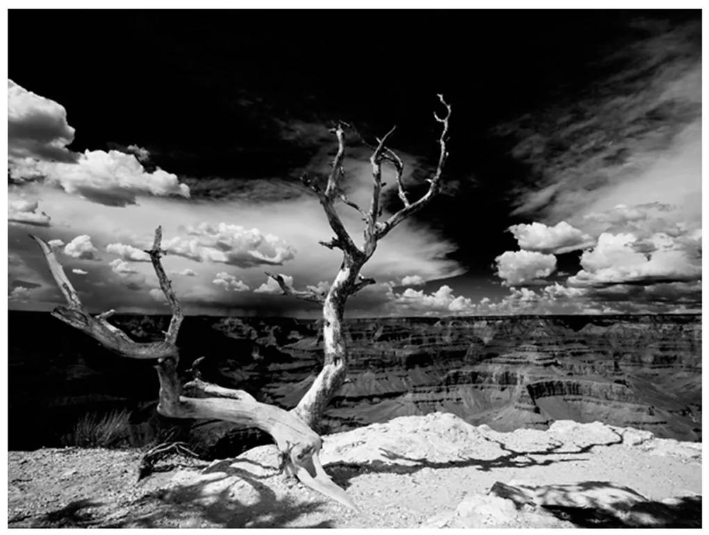 Φωτοταπετσαρία - Grand Canyon tree 200x154