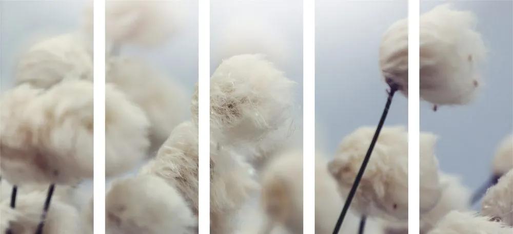 Εικόνα 5 μερών λουλούδια από αρκτικό βαμβάκι - 100x50
