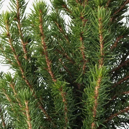 PICEA GLAUCA CONICA φυτό σε γλάστρα/Έλατο, 15 cm 405.878.43