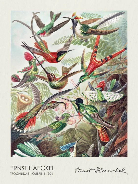 Αναπαραγωγή Trochilidae–Kolibris (1904), Ernst Haeckel