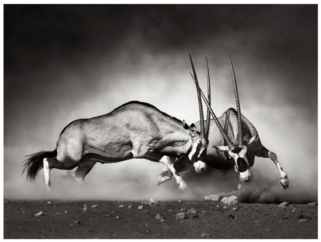 Φωτοταπετσαρία - Gemsbok fight 200x154