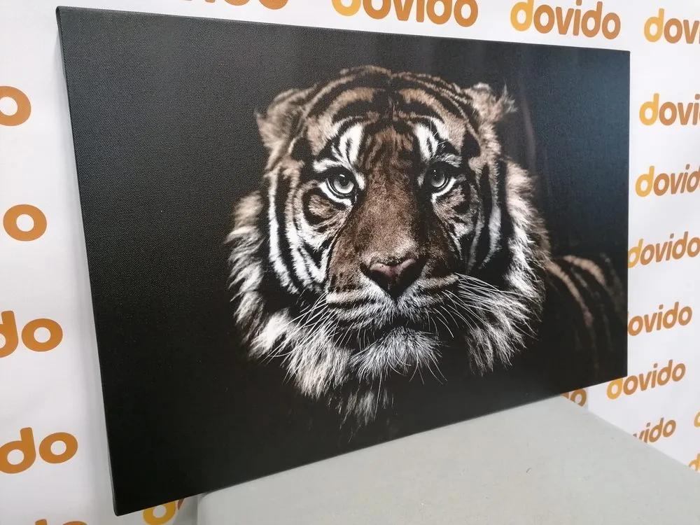Εικόνα τίγρη - 60x40