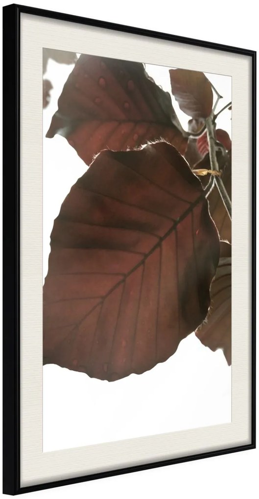 Αφίσα - Burgundy Tilia Leaf - 30x45 - Μαύρο - Με πασπαρτού