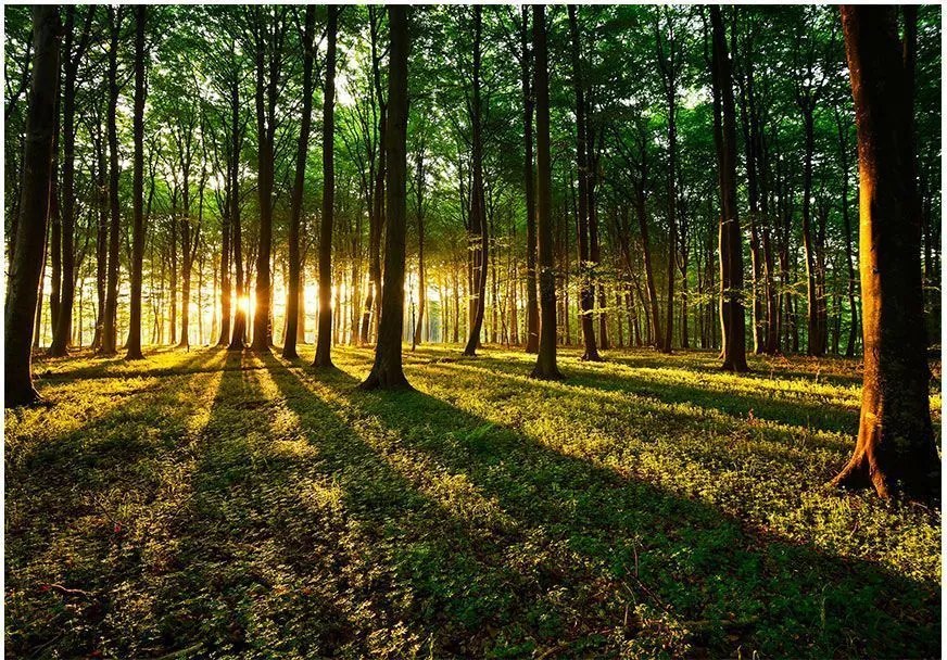 Αυτοκόλλητη φωτοταπετσαρία - Spring: Morning in the Forest - 245x175