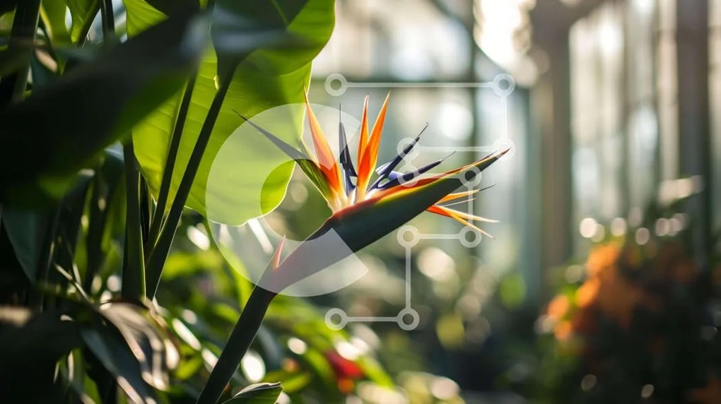 Intra Συλλεκτικό Ξύλινο Παζλ Plywood  4mm - Λουλούδι Bird of Paradise σε εσωτερικό κήπο ή θερμοκήπιο Σε Ξύλινο Κουτί - Διαστάσεις: 10x10 cm – 25 κομμάτια