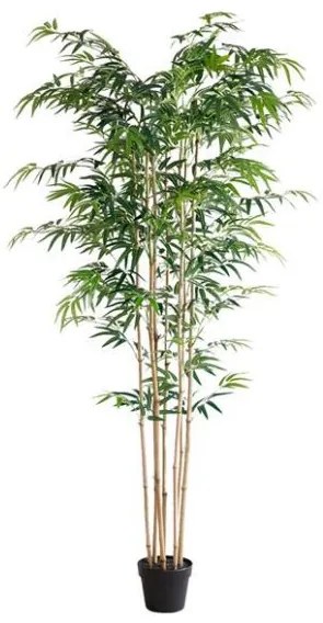 New plan BAMBOO NP0075 180ΥΨΟΣ Τεμαχιο