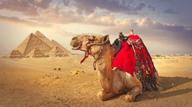 Φωτογραφία Camel and the pyramids in Giza, narvikk