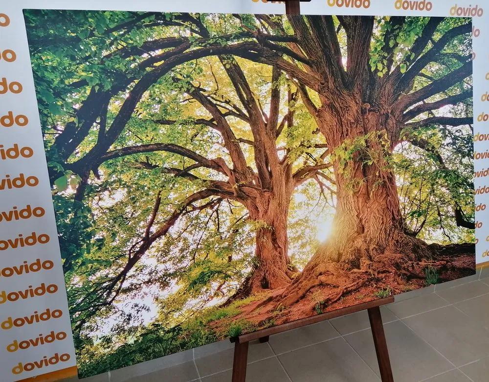 Εικόνα μεγαλοπρεπή δέντρα - 60x40