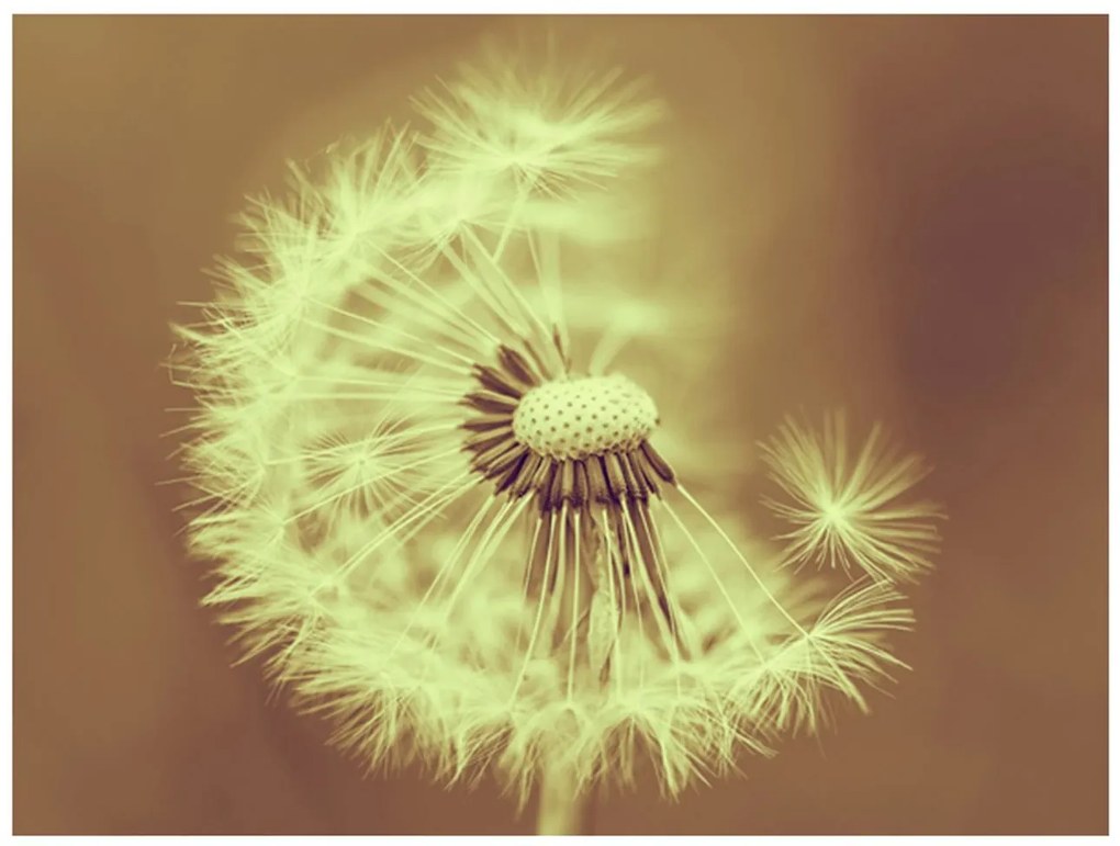 Φωτοταπετσαρία - dandelion (sepia) 400x309