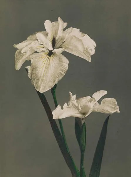 Αναπαραγωγή Iris Kaempferi, 1896, Ogawa Kazumasa