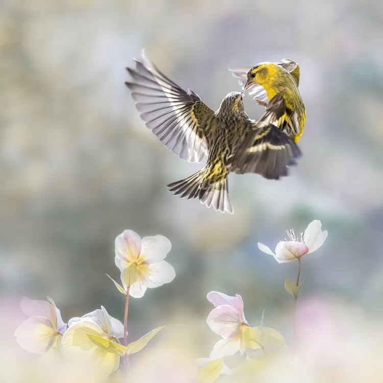 Φωτογραφία Spinus in the spring, Martine Benezech