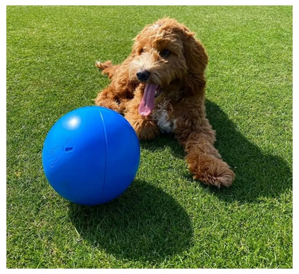 Παιχνίδια για Σκύλους Company of Animals Boomer πολυαιθυλένιο 250mm