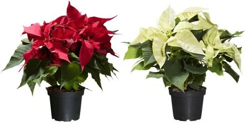 POINSETTIA φυτό σε γλάστρα/Αλεξανδρινό, 13 cm 905.878.45