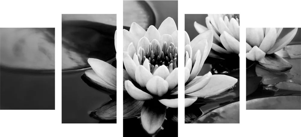 Εικόνα 5 τμημάτων λουλούδι λωτού στη λίμνη σε ασπρόμαυρο