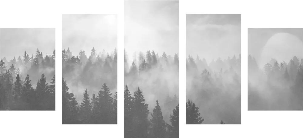 Εικόνα 5 μερών ομίχλη πάνω από το δάσος σε ασπρόμαυρο