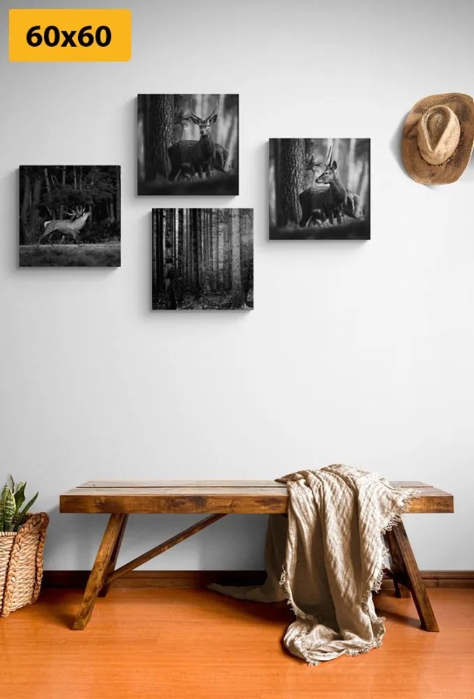 Σετ εικόνων με ζώα του δάσους σε μαύρο & άσπρο - 4x 60x60