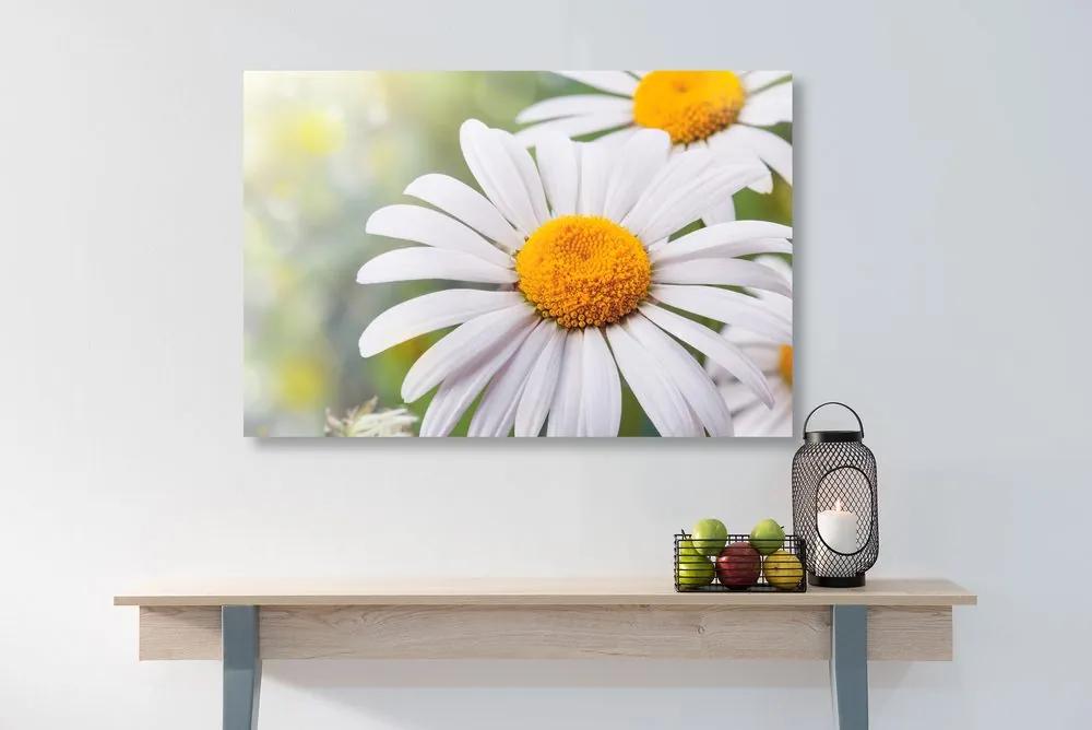 Εικόνα λουλουδιών μαργαρίτας - 120x80