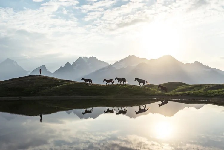 Φωτογραφία Horses, Witold Ziomek
