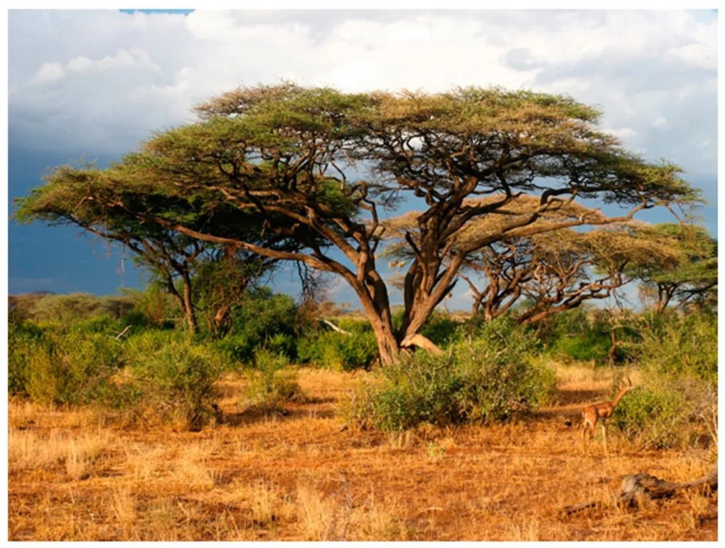 Φωτοταπετσαρία - Samburu National Reserve, Kenya 200x154