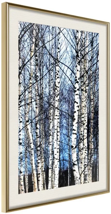 Αφίσα - Winter Birch Trees - 30x45 - Χρυσό - Με πασπαρτού