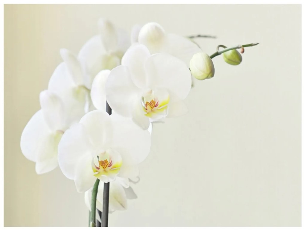 Φωτοταπετσαρία - White orchid 200x154