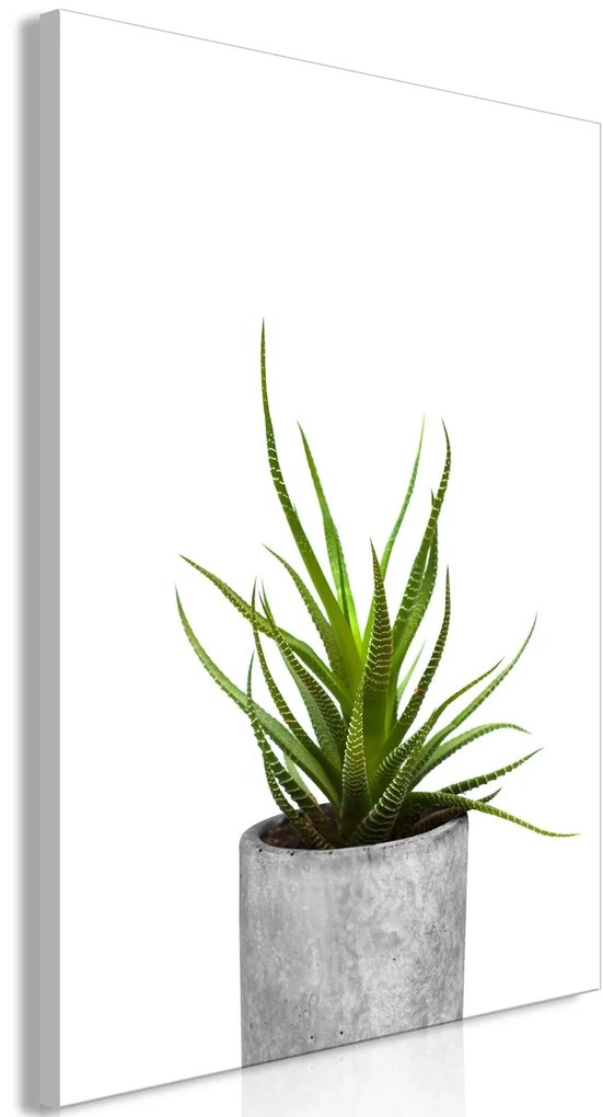 Πίνακας - Haworthia (1 Part) Vertical - 40x60