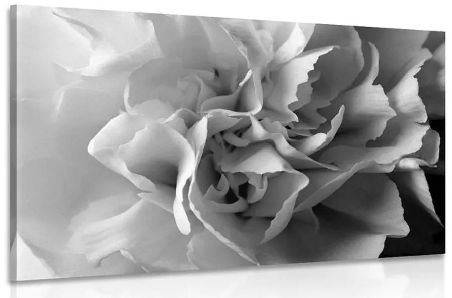 Εικόνα τσιπς γαρύφαλλου σε μαύρο & άσπρο