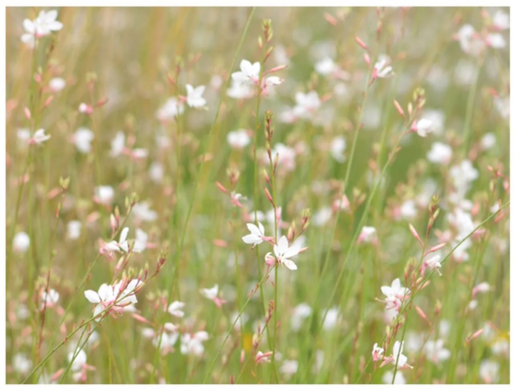 Φωτοταπετσαρία - White delicate flowers 200x154