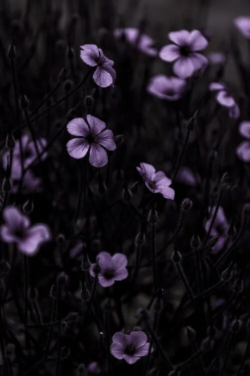 Φωτογραφία Dark Flowers 10, Mareike Bohmer