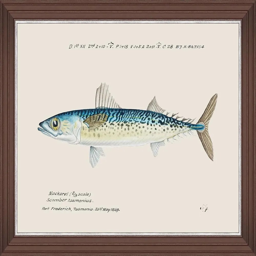 Κάδρο Mediterranean Fish - Blue Mackerel By F Clark Fa13375 50X35Cm Light Blue Mindthegap Οριζόντιοι Ξύλο