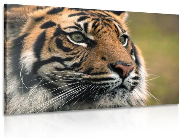Εικόνα τίγρη της Βεγγάλης - 60x40