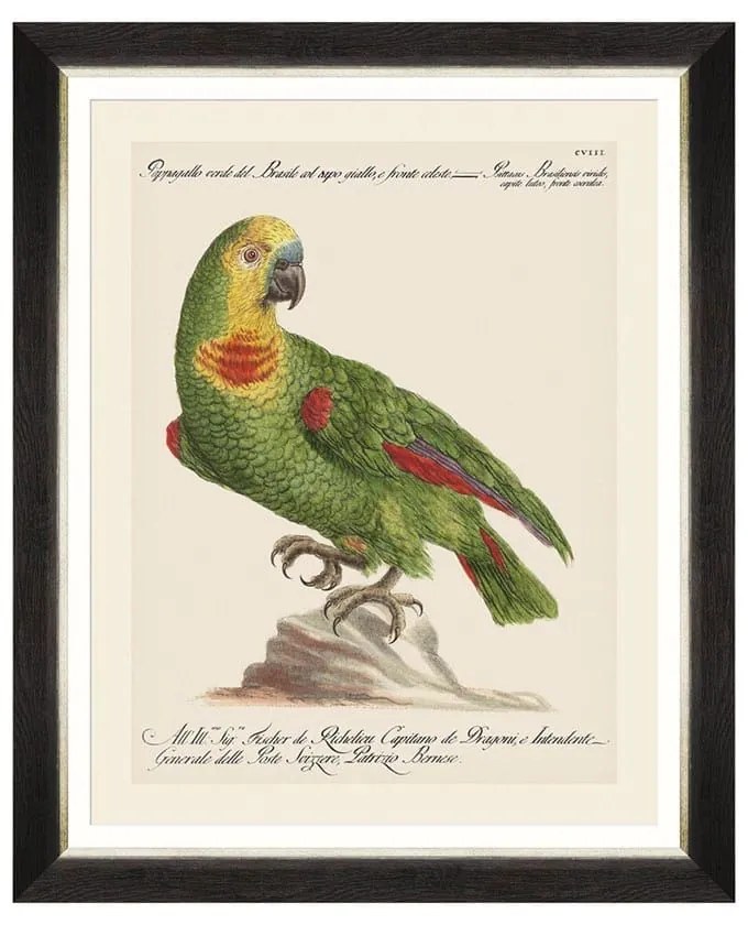 Κάδρο Parrots Of Brasil II FA13212 40X50 MindTheGap Οριζόντιοι Wood