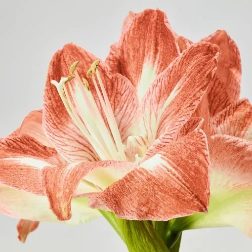 HIPPEASTRUM φυτό σε γλάστρα/Αμαρυλλίς/2 μπουμπούκια λουλουδιών, 13 cm 005.878.40