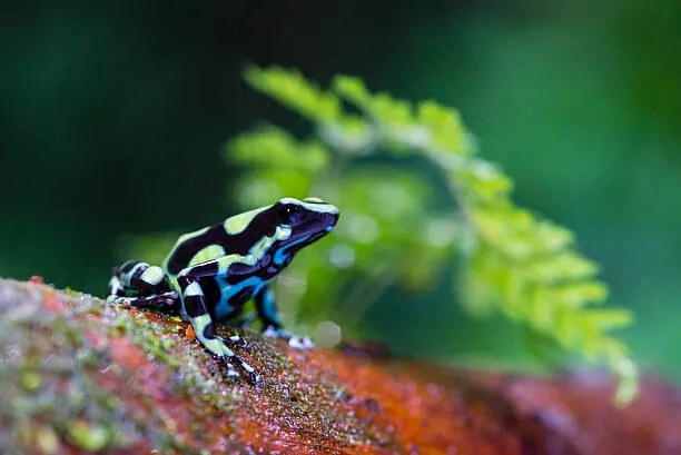 Φωτογραφία Green and black poison dart Frog,, pchoui