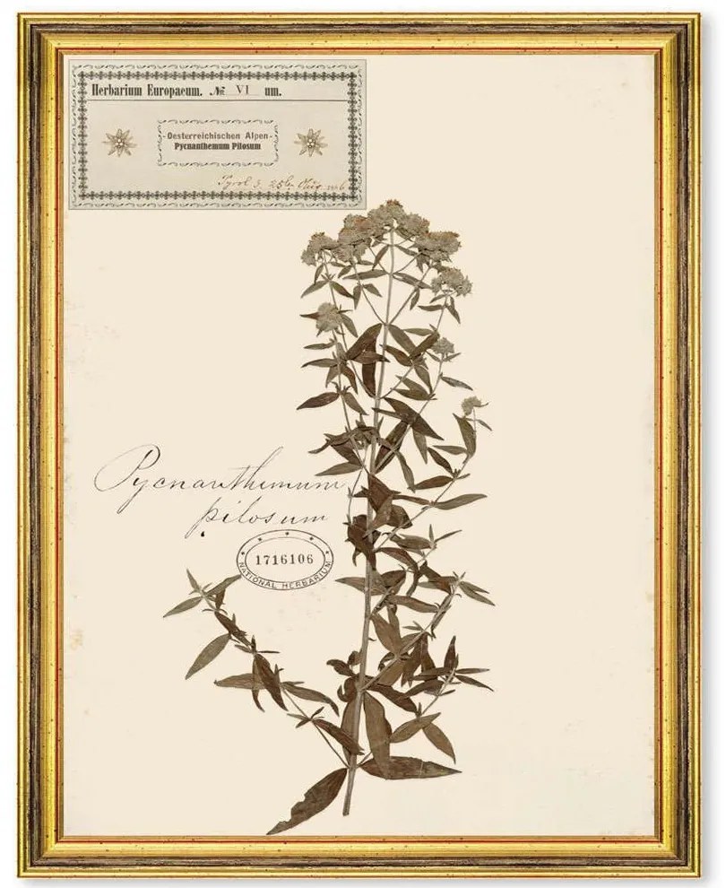 Κάδρο Herbarium Alpinium VI FA13460 35x50cm Multi MindTheGap Vertical Ξύλο,Γυαλί