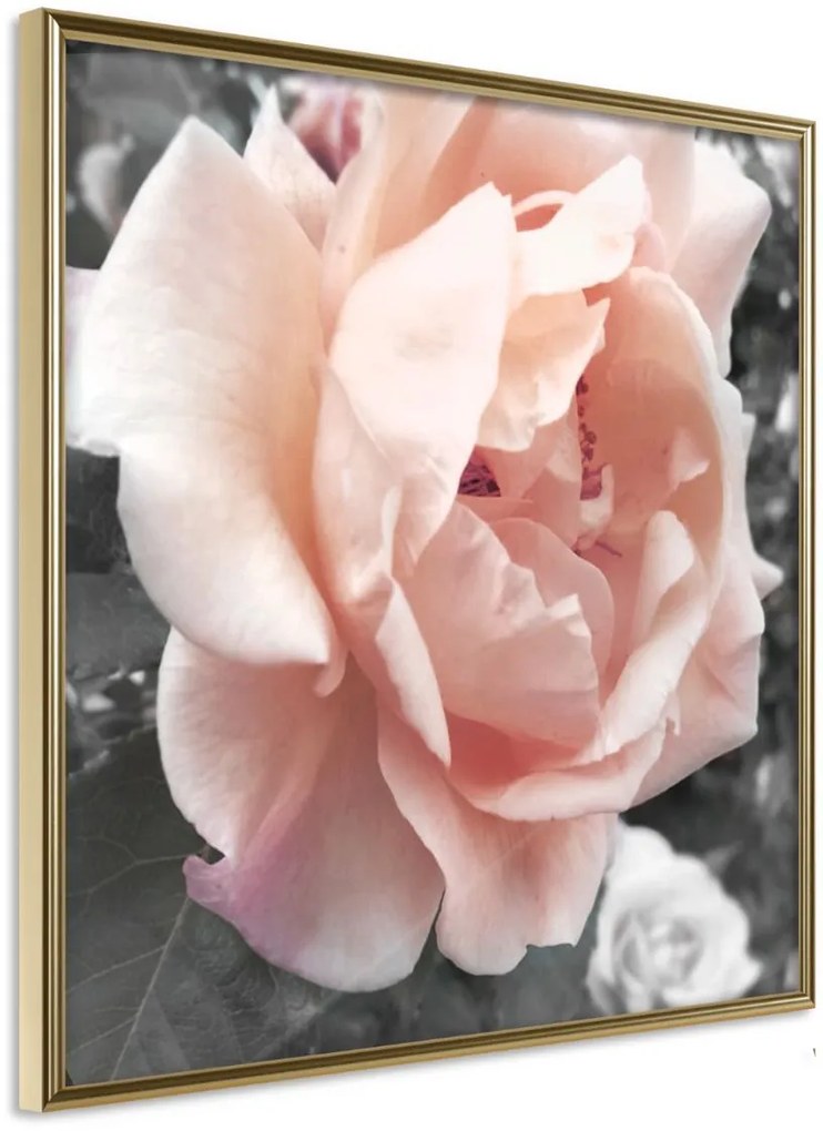 Αφίσα - Delicate Rose - 50x50 - Χρυσό - Χωρίς πασπαρτού