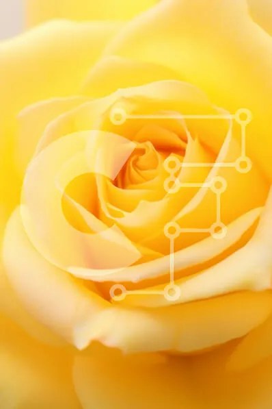 Intra Συλλεκτικό Ξύλινο Παζλ Plywood 4mm - Κοντινό πλάνο ενός κίτρινου τριαντάφυλλου Σε Ξύλινο Κουτί - Διαστάσεις Puzzle: 10x10 cm – 25 κομμάτια