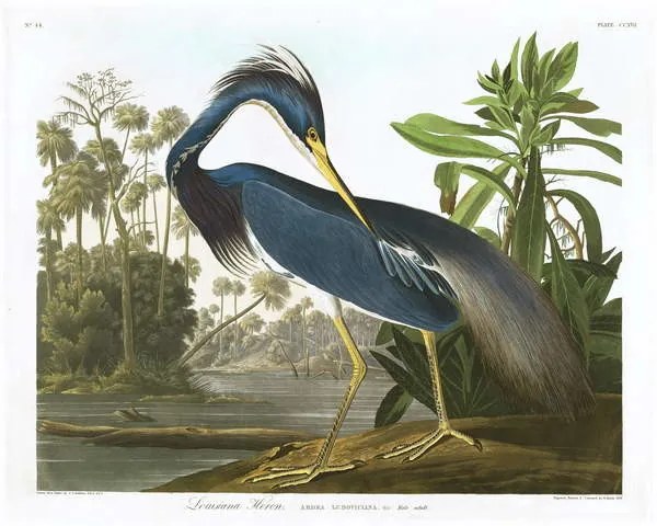 Αναπαραγωγή Louisiana Heron, 1834, John James (after) Audubon