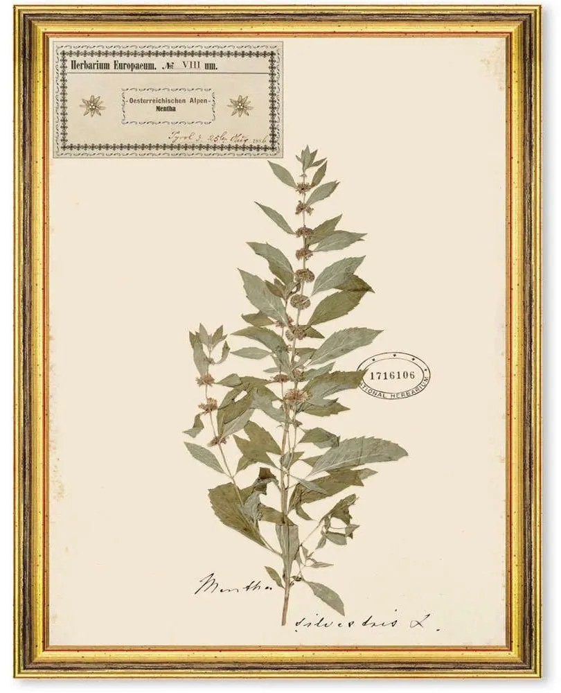 Κάδρο Herbarium Alpinium VIII FA13462 35x50cm Multi MindTheGap Vertical Ξύλο,Γυαλί