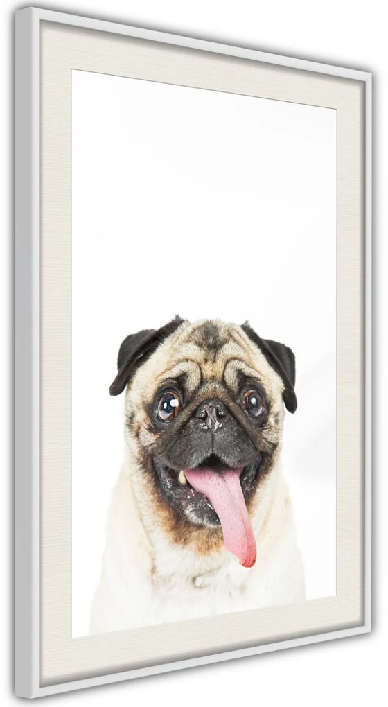 Αφίσα - Funny Pug - 20x30 - Χρυσό - Με πασπαρτού