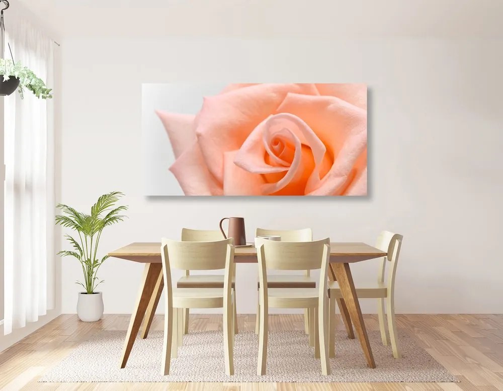 Εικόνα τριαντάφυλλο ροδάκινου - 100x50
