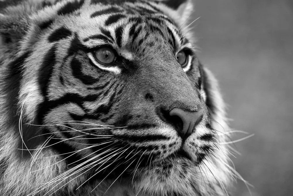 Εικόνα μιας τίγρης της Βεγγάλης σε ασπρόμαυρο - 60x40