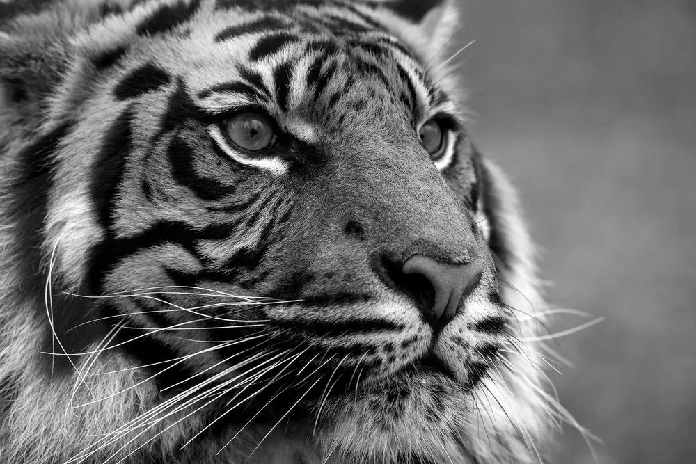 Εικόνα μιας τίγρης της Βεγγάλης σε ασπρόμαυρο
