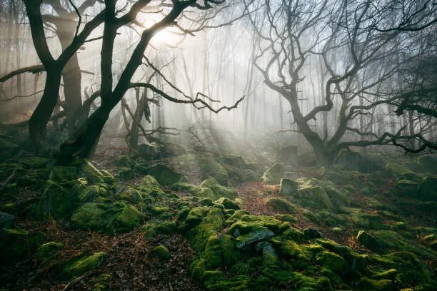 Φωτογραφία Light hinging through trees/., James Mills