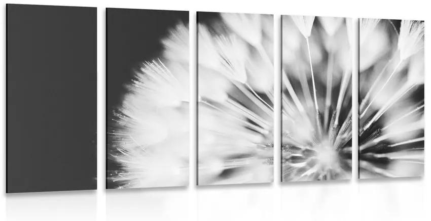 Εικόνα 5 μερών Πικραλίδα σε ασπρόμαυρο - 100x50