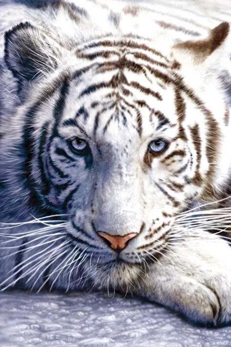 Αφίσα White tiger, (61 x 91.5 cm)