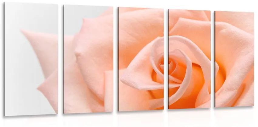 Εικόνα 5 τμημάτων ροζ σε ροδακινί απόχρωση - 200x100